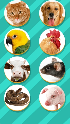 pettranslator宠物对话翻译器高清大图