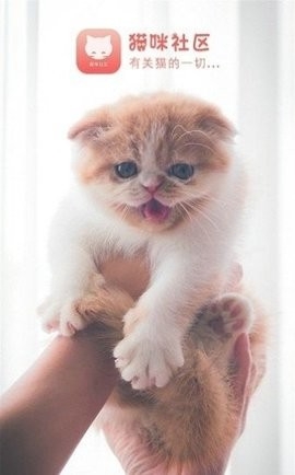 新版猫咪社区官方版APP高清大图