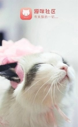 新版猫咪社区官方版APP高清大图